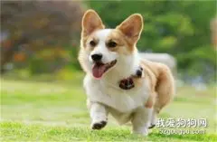 柯基犬发烧怎么办，找到病因对症下药