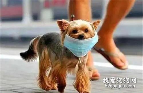 宠物狗身上检测出新冠病毒？专家呼吁：请大家保持冷静！