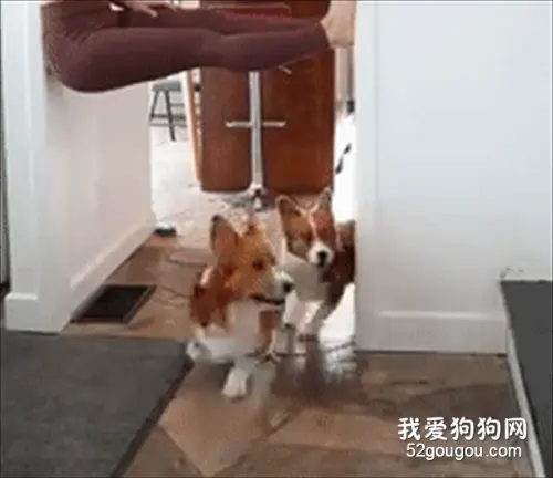 主人撑在门上叫柯基，狗子路过却看不见她，网友：又欺负小短腿！