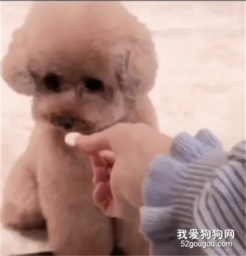 泰迪霸气摇头拒绝吃药，拿出斧头架在他脖子上...