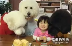 3只大狗围着小女孩，结果主人笑翻了，狗：谁还不是宝宝？