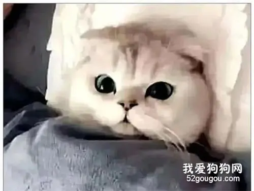 小哥将喵星人交给了女友，出差回来一看……