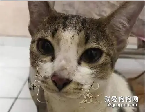 因天气冷，猫在火边取暖，趁主人不注意靠太近了，结果太惨了！