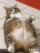 虎斑猫胖过橘猫，原来小时候的眼神就说明了一切