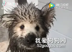 小萨摩玩的一身泥巴，刚要开骂，再看狗妈...瞬间沉默了...