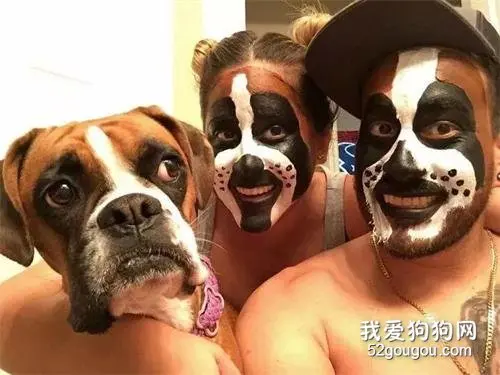 汪界长得最像大爷的狗砸，绝对是这货！