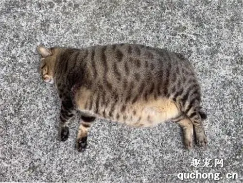 网友晒出妈妈家养的猫，看这体型，果然没有让人失望！
