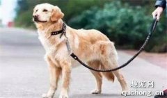 怎么训练狗狗习惯牵引绳？