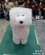 想给自己理发？先看看这些被不靠谱主人剃毛的宠物吧…