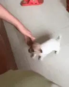 一只手就教会狗子飞檐走壁，不可思议！