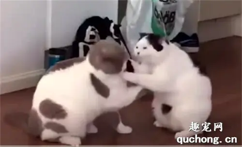 澳洲硬汉解说猫咪打架，画面凶残不建议胆小者观看！
