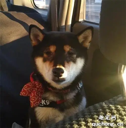 只是去了趟医院，这只狗砸一下子就老了十岁！