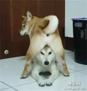 妹妹从小喜欢欺负哥哥，这天它竟然做出这样的举动，让主人忍不住笑出声！