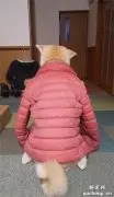 柴犬穿了一件衣服，另一只狗子看到后，整个狗都不好了！