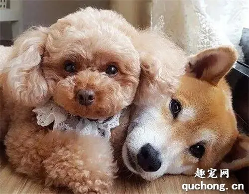 这两只汪的背影萌翻了无数网友：跪求正面照！