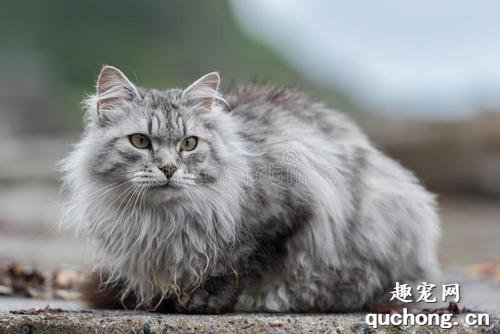 西伯利亚猫一只多少钱 西伯利亚猫价格