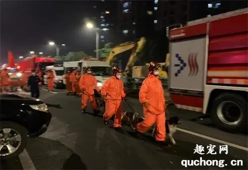 福建酒店坍塌：它们不传播病毒，却能连续几十个小时，彻夜救人！