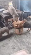 小田园偷吃桌上的食物，助纣为虐的，居然是只鸡？