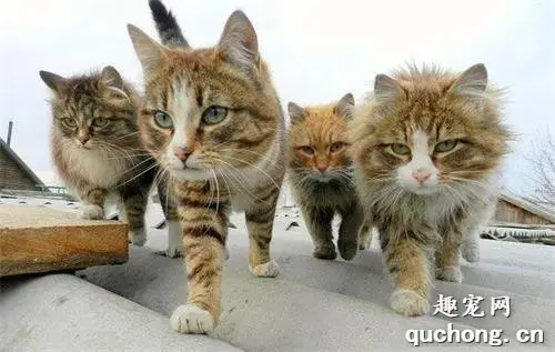 来了！来了！猫界大佬们来了！