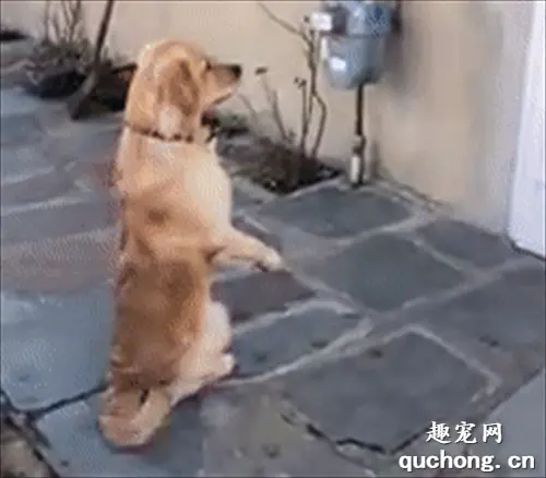 金毛每天都要去等朋友一起玩，就是它的姿势，有点搞笑！