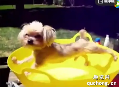 当猫猫狗狗遇上洗澡…这花式拒绝也是没sei了