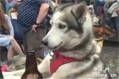哈士奇陪主人参加party，中途主人去上厕所，回来后狗子竟做了这样的事···