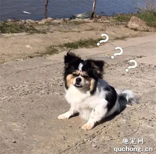 狗子小时候和长大对比图，看到最后一张笑尿了！
