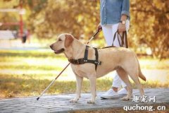 导盲犬是什么品种的狗狗？