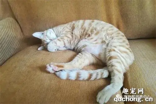 女子生病在家休息，一睁眼竟有猫咪躺身边看着她：可我没养猫啊！