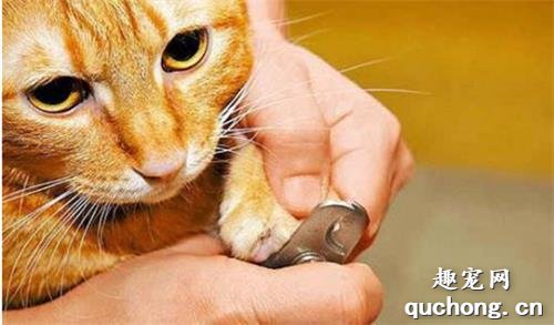 怎么给猫咪修剪指甲？