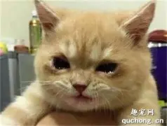 猫咪流眼泪是怎么回事？