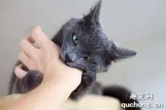 被猫咬伤了怎么办 猫咪咬伤处理方法