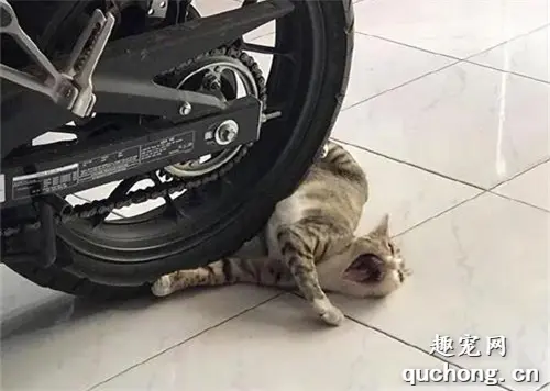 家里停着摩托车，猫喜欢去车轮下表演碰瓷，看动作已经很熟练！