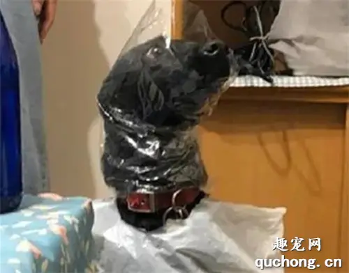 网友给狗狗做自制雨衣，结果穿上秒变奇怪生物，狗子都无奈了
