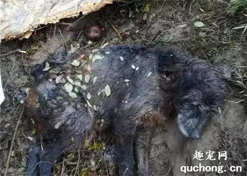 狗狗气息奄奄躺在泥坑，救援人纠结是否要救它，爷爷让它重获新生