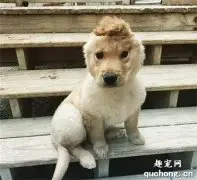 小金毛只剩一只耳朵，却成了独特的独角兽，引来众多人羡慕！