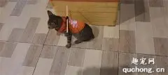 为了防止猫晚上偷跑出去玩，于是主人想了这个办法，真是人才！