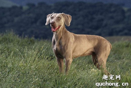 威玛猎犬智商排名幼犬的喂养比较的细心一点,喂食量是从多到少慢慢来