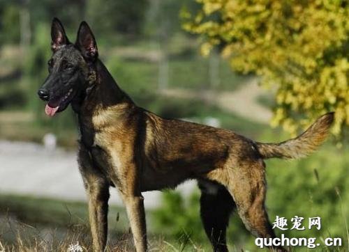 军犬都有哪些品种，世界6大军犬排名