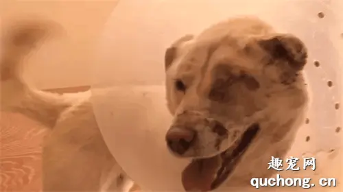 狗狗被人偷走，再回来时却带着伤，治疗期间看见主人时笑得很开心