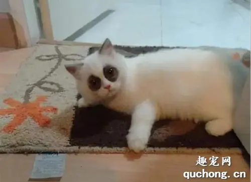 猫奴说她家的猫有严重黑眼圈，晒出猫片后，网友都笑喷了！