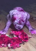 狗子偷吃这个东西，主人吓到哭：哪来的地狱恶犬！