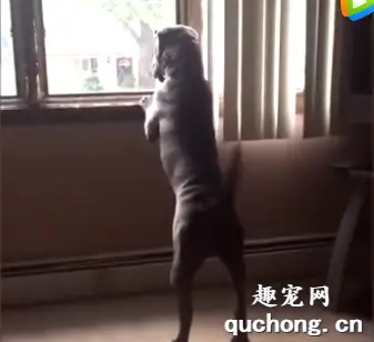 对狗狗来说，主人的每次回家，都不亚于任何一个盛大的节日！