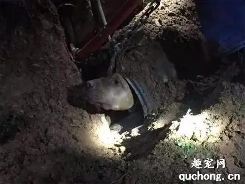 狗狗为了抓“盗贼”，被困30米深管子里，被救助时还能表现出淡定