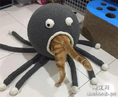 网友拍到一橘猫被海洋生物活吞的画面，极其残忍！