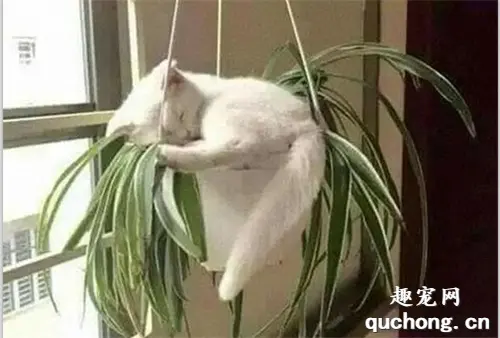 24张猫咪高难度睡姿照，地方不挑睡姿搞笑，猫你太难了