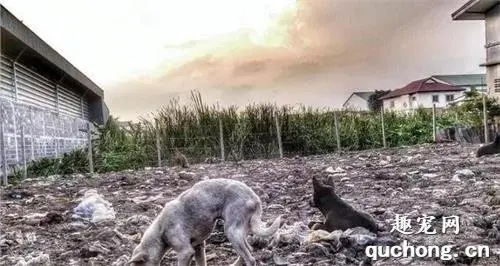 ​流浪狗突发意外，在洞中生宝宝，孩子却无故掉入洞中，好着急！