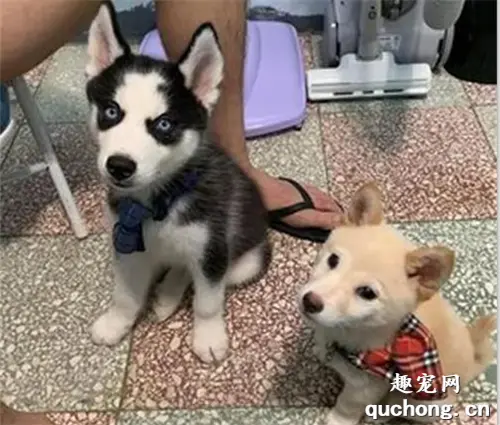 柴犬把二哈当垫子一屁股坐在地上，网友一看笑喷了：这不科学！