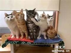 给猫们拍全家照时，其中有只猫居然会帮主人调整其他喵姿势！