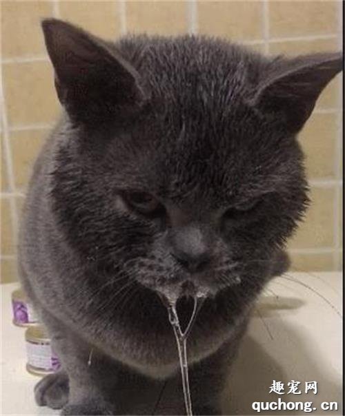 猫咪流口水是怎么回事?
